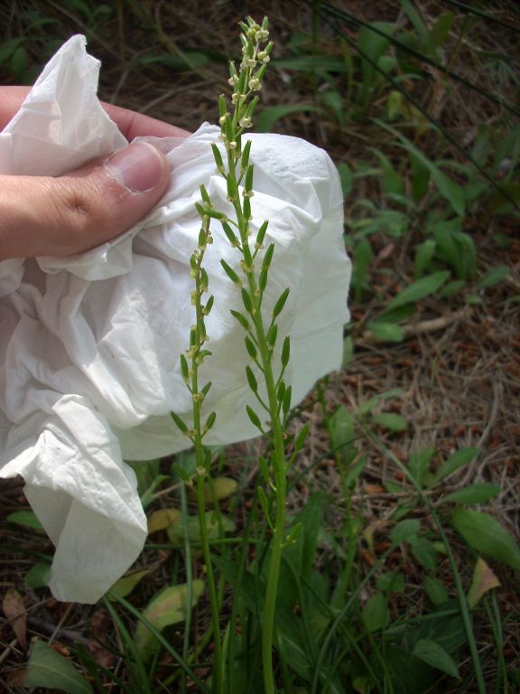 Triglochin bulbosum / Giucastrello di Barrelier